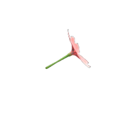 In-game image of Cherry-blossom Umbrella