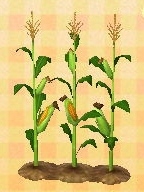 In-game image of Cornstalks