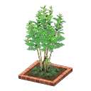 In-game image of Evergreen Ash