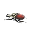 In-game image of Grand Goliath Beetle Model