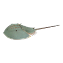 In-game image of Horseshoe Crab