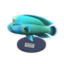 In-game image of Napoleonfish Model