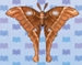 In-game image of Oak Silk Moth