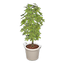 schefflera-vv-white.5b4bedb.png