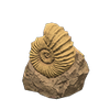 Picture of Ammonite