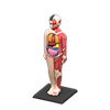 Picture of Anatomical Model Picture of Anatomical Model