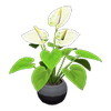 Picture of Anthurium Plant