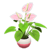 Picture of Anthurium Plant