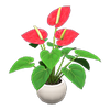 Picture of Anthurium Plant