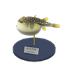Picture of Blowfish Model