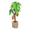 Picture of Cacao Tree
