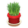 Picture of Cat Grass