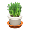 Picture of Cat Grass