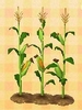 Picture of Cornstalks