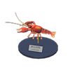 Picture of Crawfish Model
