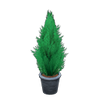Picture of Cypress Plant