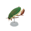 Picture of Diving Beetle Model