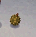 Picture of Durian
