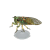 Picture of Evening Cicada Model