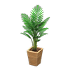 Picture of Fan Palm Picture of Fan Palm