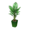 Picture of Fan Palm Picture of Fan Palm