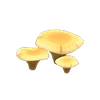 Picture of Flat Mushroom