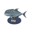 Picture of Giant Trevally Model