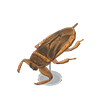 Picture of Giant Water Bug Model