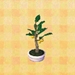 Picture of Holly Bonsai