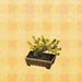 Picture of Jasmine Bonsai