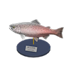Picture of King Salmon Model