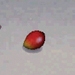 Picture of Mango