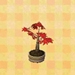 Picture of Maple Bonsai