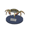 Picture of Mitten Crab Model