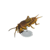 Picture of Mole Cricket Model