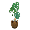 Picture of Monstera
