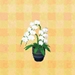 Picture of Moth Orchid