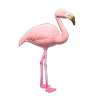 Picture of Mr. Flamingo