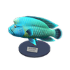 Picture of Napoleonfish Model