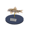 Picture of Nibble Fish Model