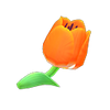 Picture of Orange Tulip