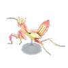 Picture of Orchid Mantis Model