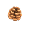 Picture of Pine Cone