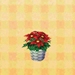 Picture of Poinsettia