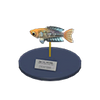 Picture of Rainbowfish Model