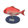Picture of Red Snapper Model