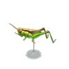 Picture of Rice Grasshopper Model