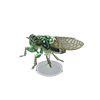 Picture of Robust Cicada Model