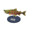 Picture of Salmon Model