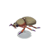 Picture of Scarab Beetle Model
